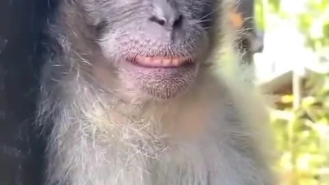 Please 🙏🏼 follow or like for cute kids |why are you laughing monkey