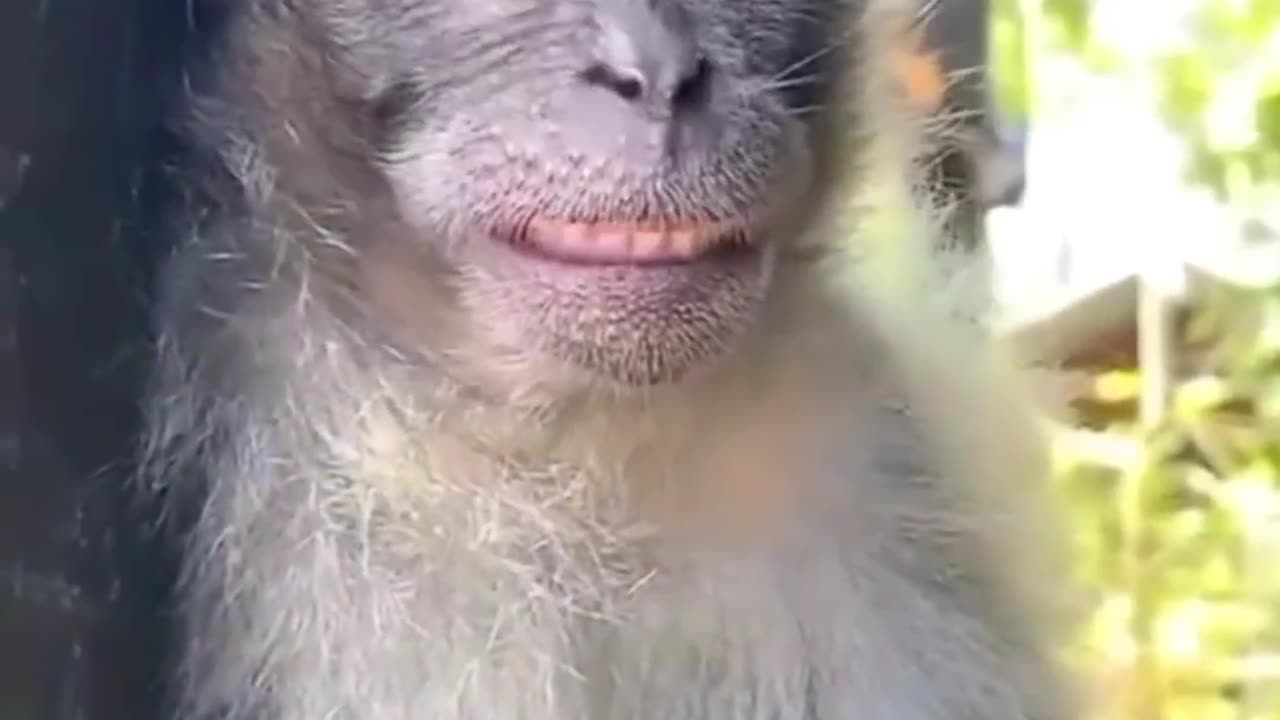 Please 🙏🏼 follow or like for cute kids |why are you laughing monkey