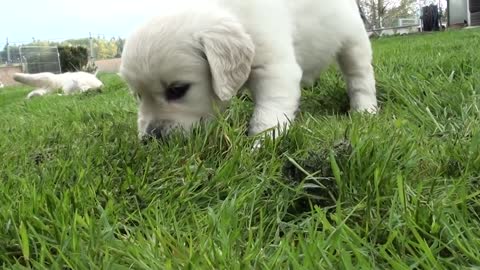 Schwarm von Golden Retriever Welpen