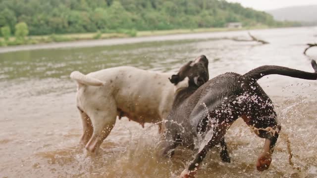 dog mating