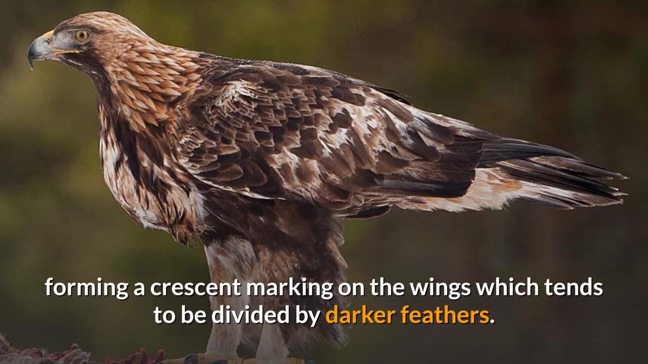 Golden Eagle || Description, Characteristics and Facts!