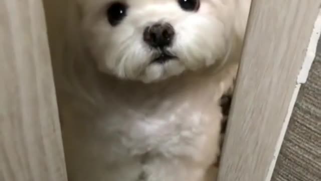 Cute dog open the door 😂😂