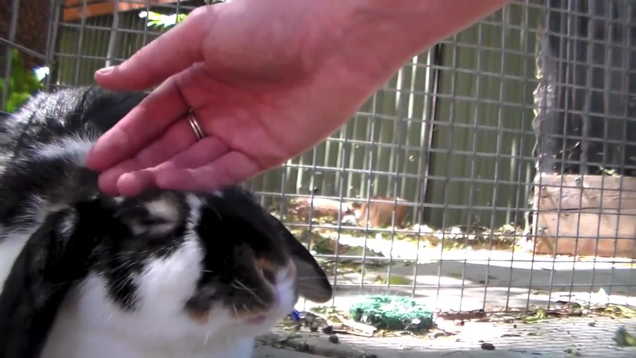 Bunny Grooming Me