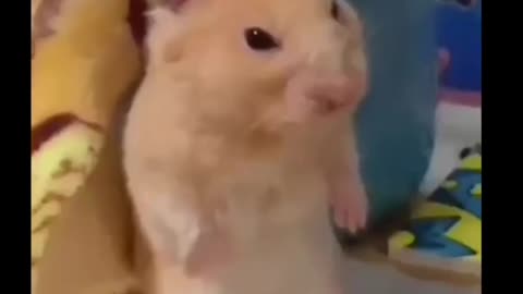 Rat video funny memes