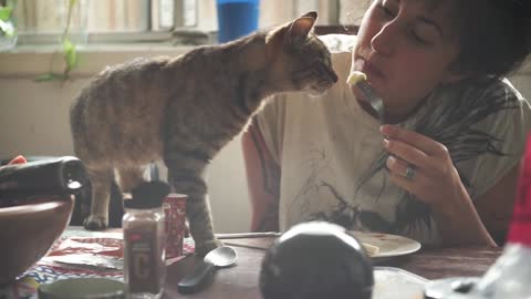 Cat standing on a table