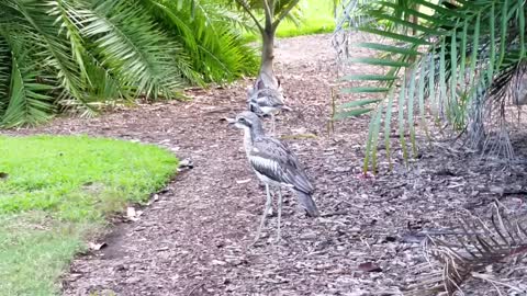 The Bush Stone Curlew