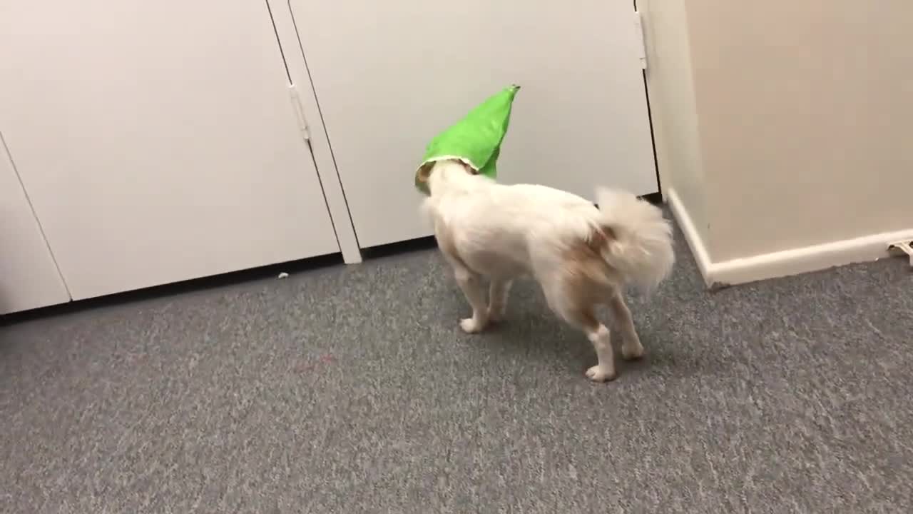 Dog with head stuck in plastic bag