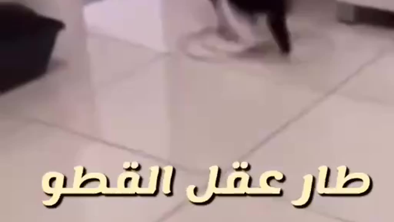 طار عقل القط