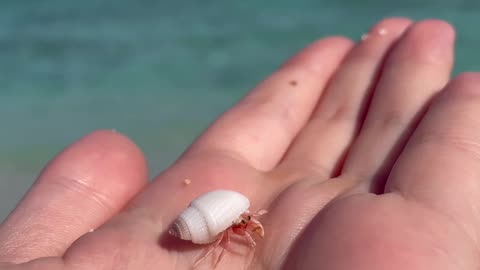 A hermit crab craw