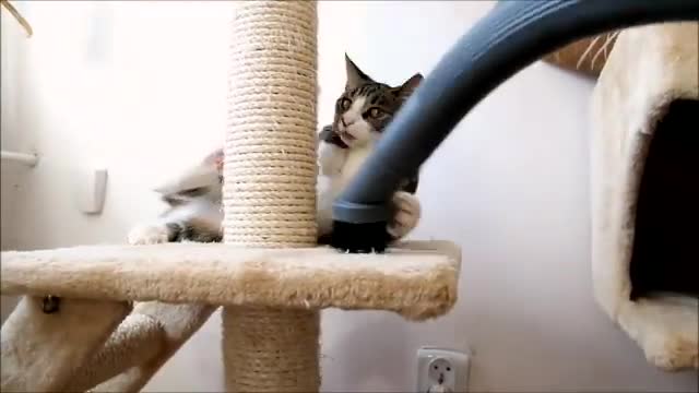 Feisty Kitten & Vacuum Cleaner