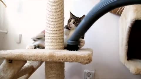 Feisty Kitten & Vacuum Cleaner