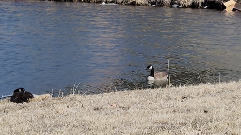 BIRDS 🐦 OF DES MOINES IOWA USA