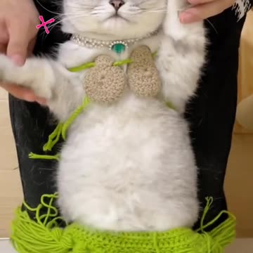 Fanny Cat Video and Kittecat Cat Video