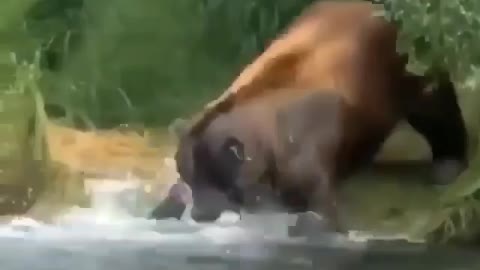 This is a beautiful and charming water-dwelling species