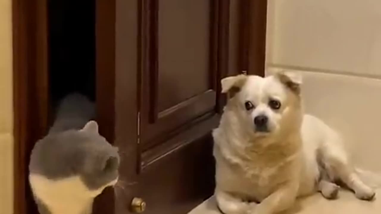 Funniest Cats and Dogs 😹🐶