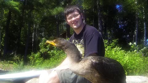 Wild aquatic bird shares incredible friendship with boy