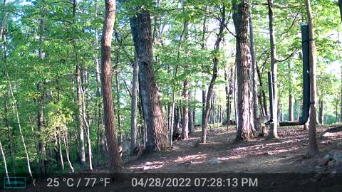 The Woods - 04/29/2022
