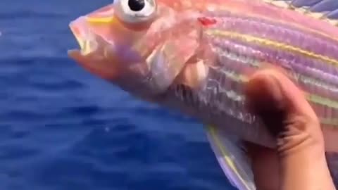 This is a beautiful and charming water-dwelling species