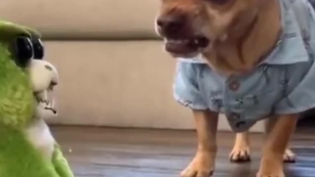 Try not to laugh funny animal