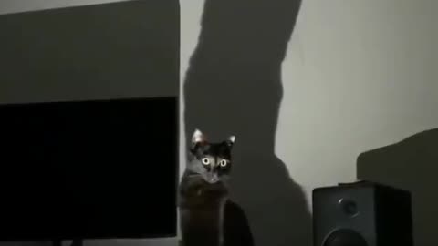 The CAT Signal