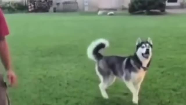 He Did His DOG so DIRTY 😱 | Wholesome Moments