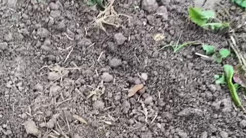Plant a spark plug in the ground and you will get it?