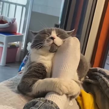 Cats Being Cats #funnycats #laughoutloud #catvideos