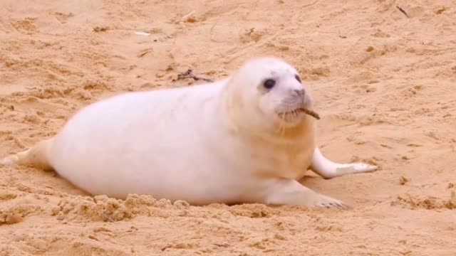 Things You'll Never Understand in the Animal World