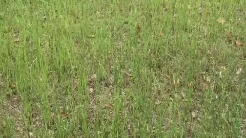 summer lawn