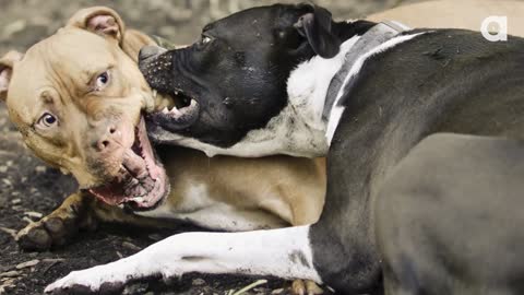 How to Make a Dog Aggressive