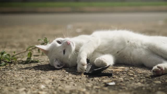 cat