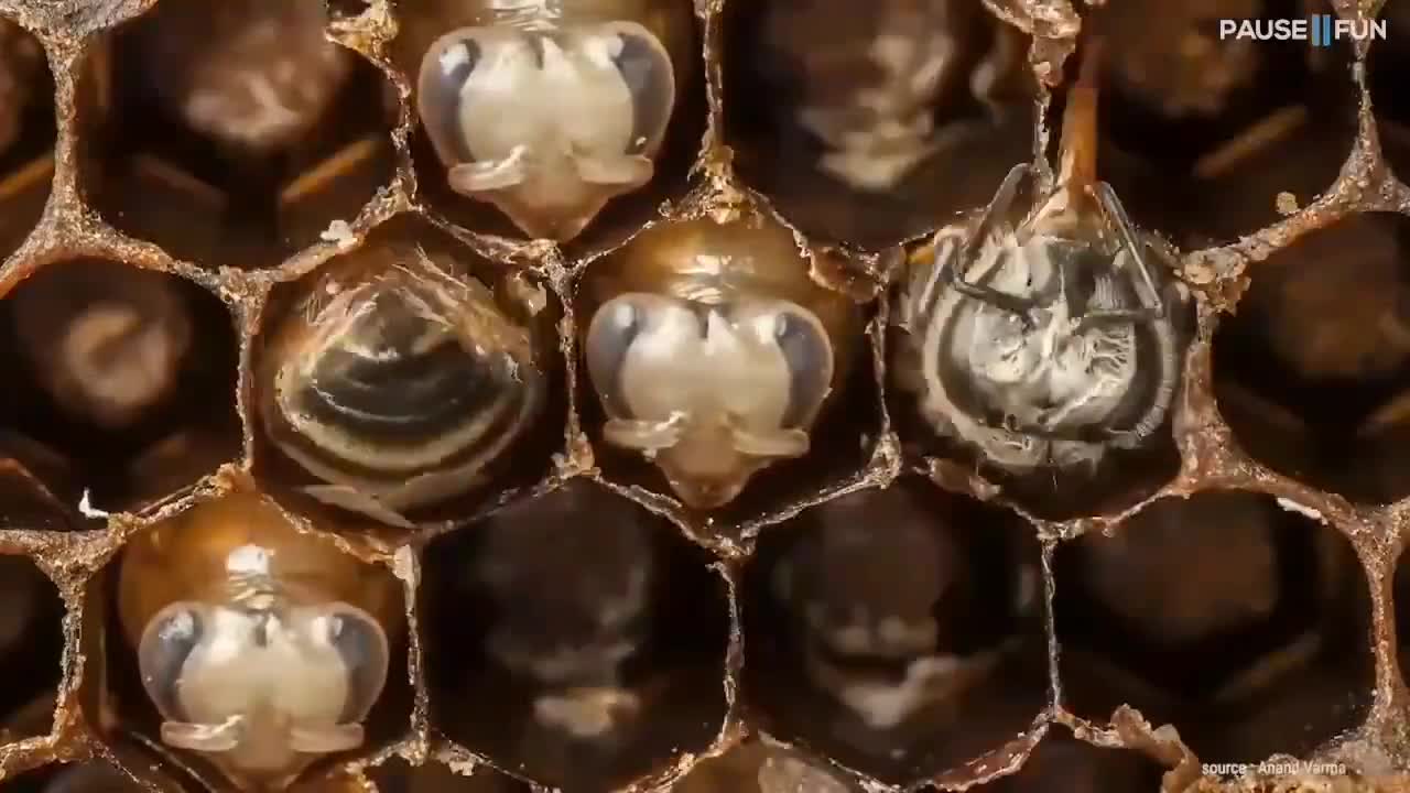 Here is the birth process of a bee