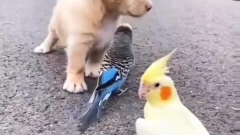 Cute animal behavior makes you happy