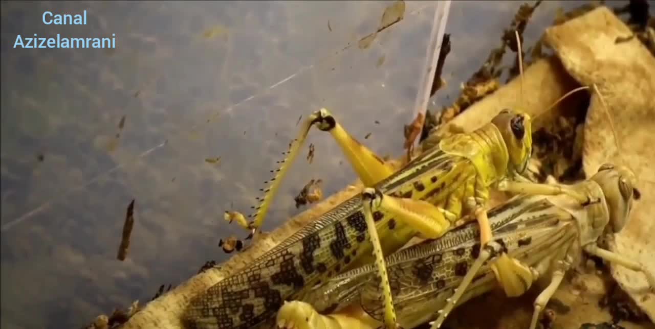 Locust Mating And Giving BirthLocust Mating And Giving Birth