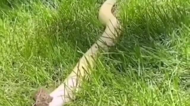 Great Ride 🤣Frog on snake🐍