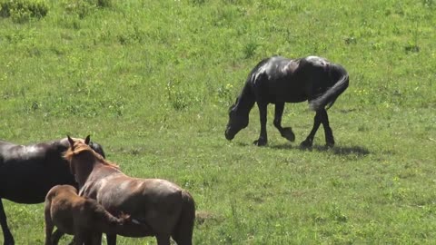 The stallion was alarmed by the presence of a man and led the horse away.