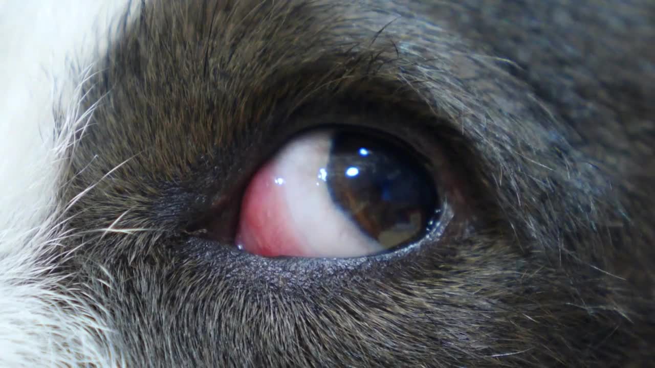 Close-up of Dog's Eye