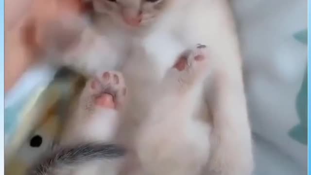 Cute Baby Cat #Funny #Video