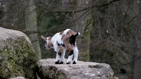 #Nature "Adorable Little Goat Enjoying a Wholesome Meal of Fresh Grass"