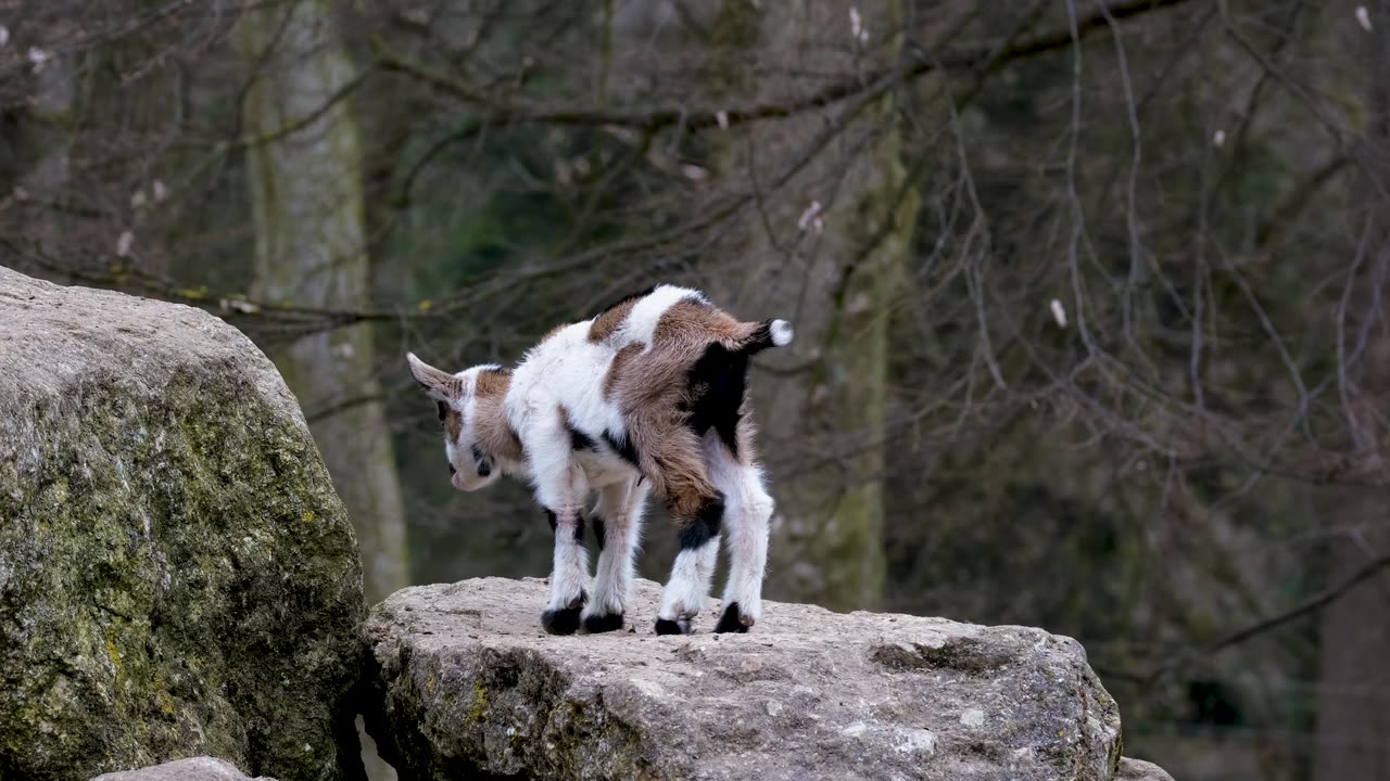#Nature "Adorable Little Goat Enjoying a Wholesome Meal of Fresh Grass"