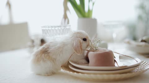 Cute bunny eating