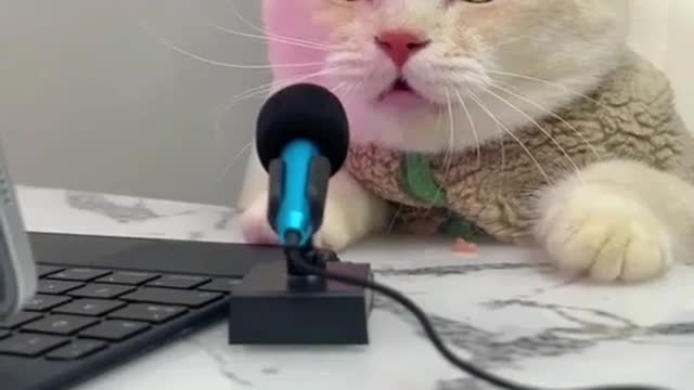 ONE OF THREE TESTING THE CAT WHO WANTED TO BE A ANNOUNCER
