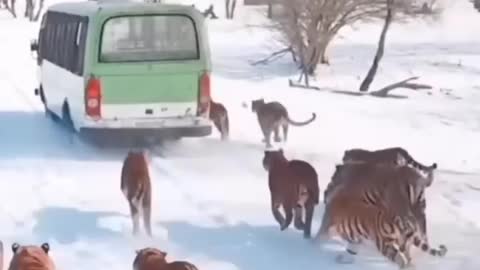 Tigers Gangs Attack Running Bus