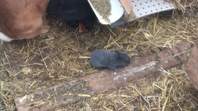 Multiplying like magic rabbits
