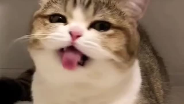 funny cat shorts🤣#shorts #funnycats #cat