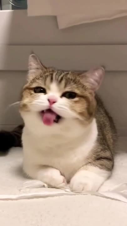 funny cat shorts🤣#shorts #funnycats #cat