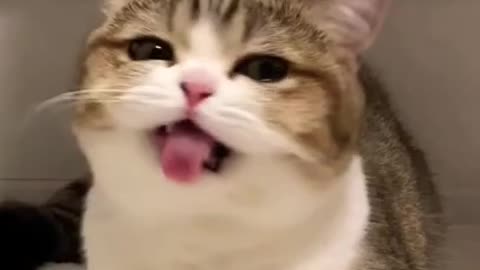 funny cat shorts🤣#shorts #funnycats #cat