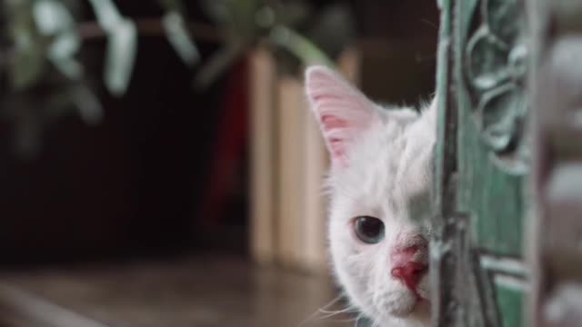 Cute white cat hiding on the book shelves❤️🐱🐈