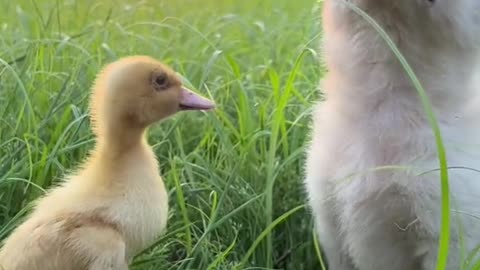 The duckling's action of almost falling over the dog is too heartwarming