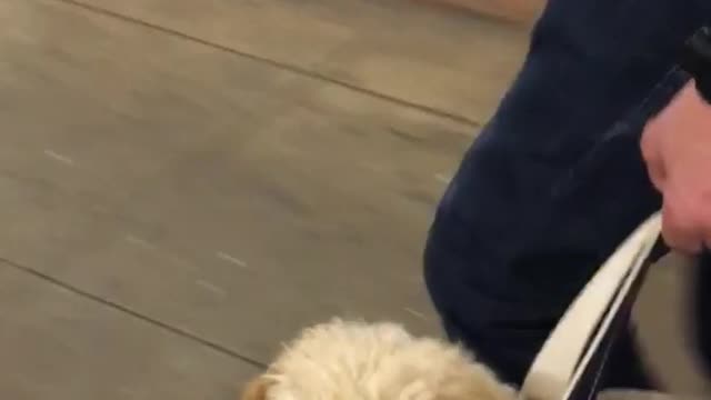 Dog gets carried in bag